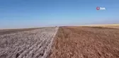 Şanlıurfa'da Doğal Renkli Pamuk Hasadı Başladı