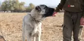 Çobanların En Güvendiği Dostları: Çoban Köpekleri