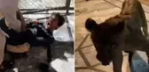Aslanla selfie çekmek isterken az daha canından oluyordu