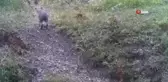 Bolu'da Yaban Hayatı Fotokapanlarla Gözlemlendi