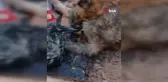 Çöp Konteynerinde Bulunan Köpeğe Şefkat Eli