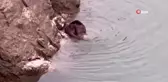 Nesli Tükenmekte Olan Su Samuru Erzincan'da Görüntülendi
