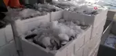 Kırklareli'nde İstavrit ve Çinekop Bolluğu