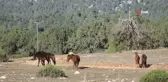 Adada Antik Kenti'nde Yılkı Atları Görsel Şölen Sunuyor