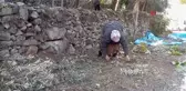 Artvin'de Ödüllü Butko Zeytini Hasadı Devam Ediyor