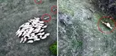 Görüntü Türkiye'den! Koyunlarına saldıran kurt sürüsünü çaresizce izledi