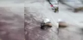 Tunceli'de Tilki ve Kedilerin Ortak Mama Sofrası