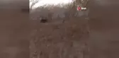 Çiftçi Traktörle Bahçesine Giren Domuzu Kovaladı