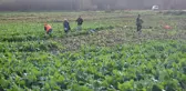 8 bin yıllık bahçede son hasat: Demeti 6 TL'den satılıyor