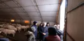 Karaman'da tipide kalan 400'e yakın koyun telef oldu