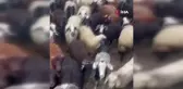 Sarıkamış'ta maskeli hırsızlar tarafından çalınan hayvanlar bulundu