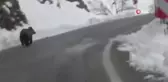 Tunceli'de Kış Uykusunu Unutan Ayı Görüntülendi