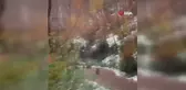 Yalova'da Boz Ayı ve Yavruları Görüntülendi