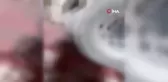 Freni Patlayan Kamyon Koyun Sürüsüne Çarptı, 17 Koyun Telef Oldu