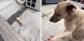 Sokak köpeği, kendisini besleyen kişinin dükkanına tavuk budu bıraktı