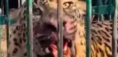 2 yaşındaki çocuk, bahçede oynadığı sırada leopar saldırısı sonucu hayatını kaybetti