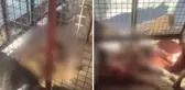 Mamak Belediyesi'ne ait hayvan barınağında skandal görüntüler