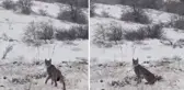 Kırmızı listedeki vaşak Erzincan'da kameralara yakalandı