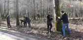 Yalova'da Çınar Ağaçlarını Kurutan Hastalığa Karşı Araştırmalar Devam Ediyor
