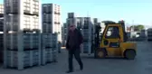 Kuraklık Zeytin Hasadını Olumsuz Etkiliyor