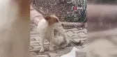 Çiko isimli köpek, annesiz kalan yavru kediyi emziriyor