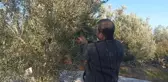 Zeytin Üreticileri Düşük Verim ve Fiyatlardan Şikayetçi