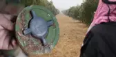 PKK/YPG Münbiç'te zeytin bahçelerine yüzlerce mayın döşedi