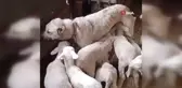 Çoban Köpeğinden Süt İçen Kuzular hayrete düşürdü