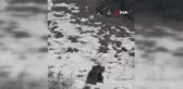 Oyun Oynayan İki Ayı Gülümsetti