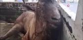 Tunceli'de Yaralı Yaban Keçisine Tedavi