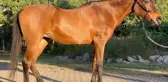 Dünyanın en yaşlı safkan Arap atı 36 yaşında öldü