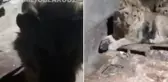 Kız arkadaşını etkilemek isterken aslanlara yem oldu