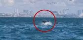 Marmara Denizi'nde ender rastlanan olay! Bilim insanları inceliyor