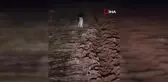 Diyarbakır'da Çiftçi Kurtlarla Göz Göze Geldi