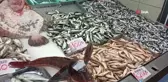 Karadeniz'de Balık Tezgahları Şenlendi: Kalkan ve Kırlangıç Gözde