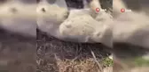 Gaziantep'te 3 Yavru Köpek Öldürüldü
