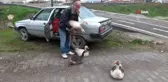Kazları Komşularından Kurtulmak İçin Doğaya Bıraktı