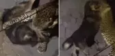 Sokağa salınan leopar, köpeği parçaladı