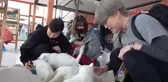 Van kedilerinin neslini kurtarmak için evinin kapılarını açtı