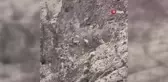 Koruma Altındaki Dağ Keçileri Sürü Halinde Görüntülendi
