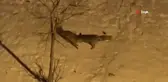 Tilkilerin Bahçedeki Kar Eğlencesi