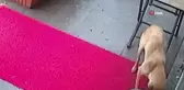 Anne sokak köpeği, donmakta olan yavrusunu veterinere taşıdı
