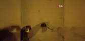 Elazığ'da Kedinin Fareyle Eğlenceli Oyunu