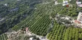 Mersin'de Limon Hasadı Yoğunlaştı, Fiyatlar 6-7 TL'ye Düştü
