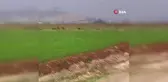 Beceriksiz Avcı Domuz Sürüsüne Ateş Etti, Arkadaşının Dalga Geçmesi Kameraya Yansıdı