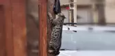 Kedilerin Poşet Eti Alma Çabası Gülümsetti