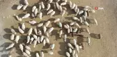 Engelli Kuzuya Bebek Gibi Bakılıyor