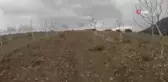 Manisa'da Domuz Avcıya Saldırdı