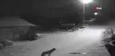 Kurt Sürüsü Köye İndi, İnek ve Köpeği Telef Etti
