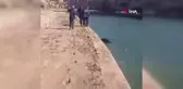 Mardin'de Sulama Kanalına Düşen İnek Kurtarıldı